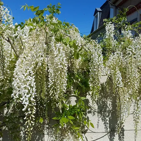 La Maison Des Magnolias Trouville-sur-Mer Esterno foto
